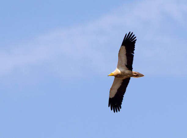 Adult Vulture in flight stock photo
