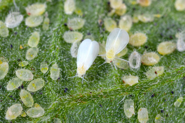 Adults, larvae and pupae of Glasshouse whitefly (Trialeurodes vaporariorum) on the underside of tomato leaves. It is a currently important agricultural pest. stock photo