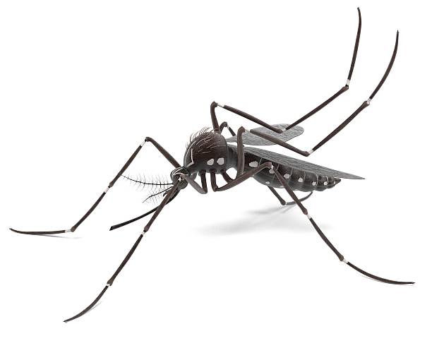 Aedes Aegypti 3d render of Aedes Aegypti nematode worm stock pictures, royalty-free photos & images