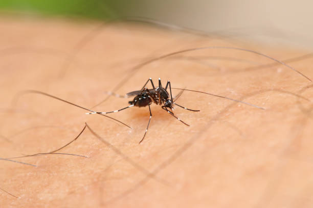 Aedes albopictus mosquito stock photo