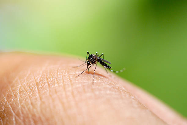 aedes mosquito sucking blood - muggen stockfoto's en -beelden