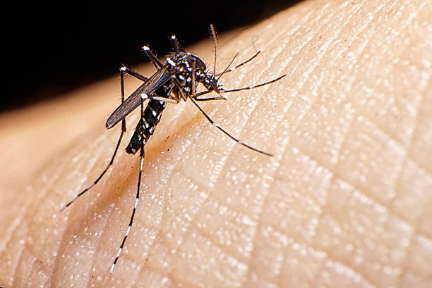 Mosquito Da Febre Amarela Banco de Imagens e Fotos de Stock - iStock