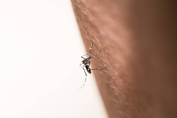 aegypti mosquito sucking in the skin stock photo