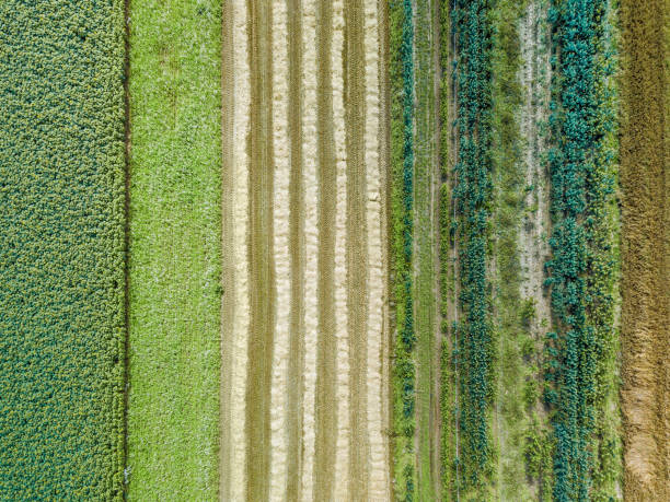 Aerial drone image of fields with diverse crop growth based on principle of polyculture and permaculture stock photo