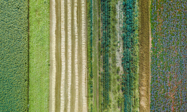 Aerial drone image of fields with diverse crop growth - polyculture and permaculture stock photo