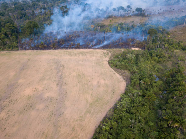 visão aérea de queimadas na floresta amazônica paisagem de desmatamento ilegal para fazer terra para agricultura e pastagem de gado no pará, brasil. conceito de ecologia, meio ambiente, aquecimento global. - co2 lavoura - fotografias e filmes do acervo