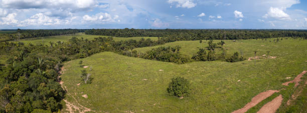 vista aérea de drone de paisagem e prado em fazenda de pastagem de gado na floresta amazônica, brasil. conceito de ecologia, conservação, desmatamento, agricultura, aquecimento global e meio ambiente. - co2 lavoura - fotografias e filmes do acervo