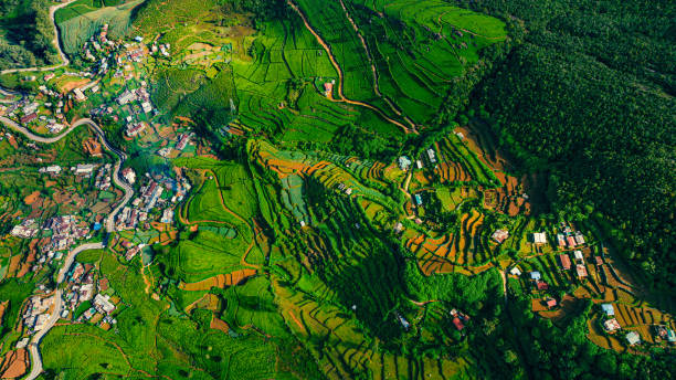 Aerial drone view of tea fields in Nuwara Eliya, Sri Lanka stock photo