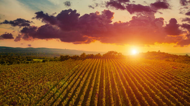 Aerial drone view of wineyards fields from the top at the sunset. Drone Aerial View Concept. stock photo