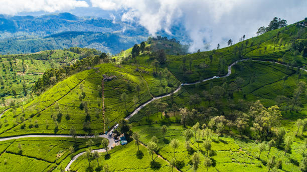 Aerial. Famous green tea plantation landscape view from Lipton's Seat, Haputale, Sri Lanka. stock photo