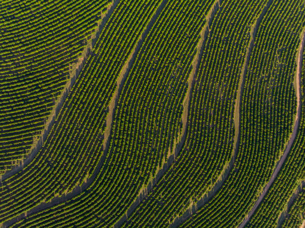 aerial image of coffee plantation in brazil - cafe brasil imagens e fotografias de stock