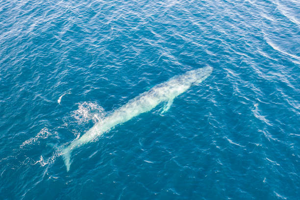 antenn av pygmy blåval i indonesien - blue whale bildbanksfoton och bilder