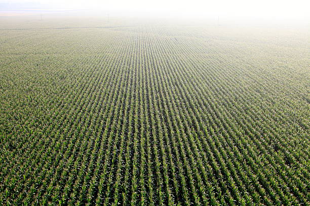 Aerial photo. Cultivation of maize stock photo
