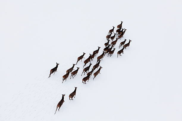 Aerial photo of a herd of deer running through snow stock photo
