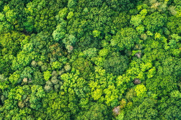 Aerial photograph vibrant green tree canopy natural forest background Aerial view down onto vibrant green forest canopy with leafy foliage. copse stock pictures, royalty-free photos & images