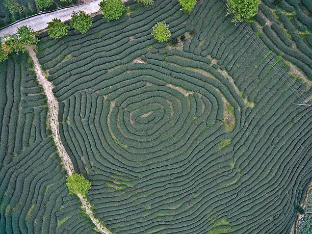 Aerial photography on top of the mountain tea garden landscape stock photo