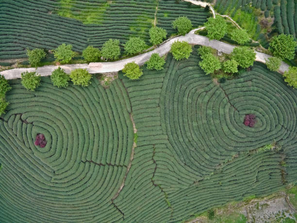 Aerial photography on top of the mountain tea garden landscape stock photo