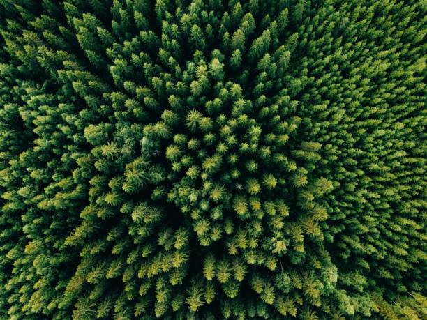 Aerial top view of summer green trees in forest in rural Finland. Aerial top view of summer green trees in forest in rural Finland. Drone photography drone photos stock pictures, royalty-free photos & images