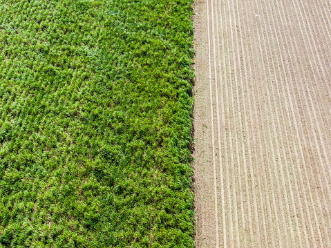 Australian farming: aerial view, looking directly down on contrast between green uncut mature sugar cane (left) and residue mulch (right) on harvested field. Furrows are from the harvesting machinery. Tropical North Queensland.