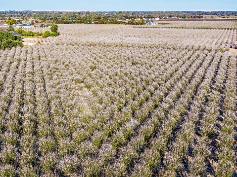 Aerial view looking down on grove of white almond blossom with tinge of pink near Renmark in SA Riverland region. Triangular pattern in foreground with rectangle blossom pattern and two trees in background.