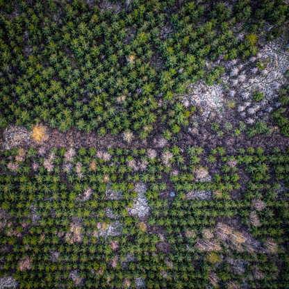 aerial view of a coniferous trees nursery plantation with some deciduous trees