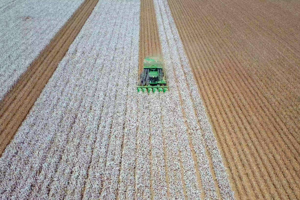 aerial view of a cotton picker working in a field. - algodão imagens e fotografias de stock