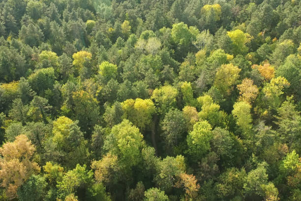 Aerial view of a forest stock photo
