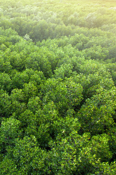 Aerial view of a green mangrove forest canopy. stock photo