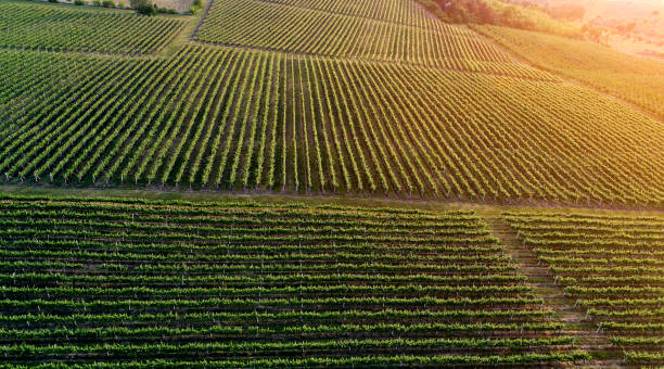 Aerial view  of a green summer vineyard at sunset stock photo