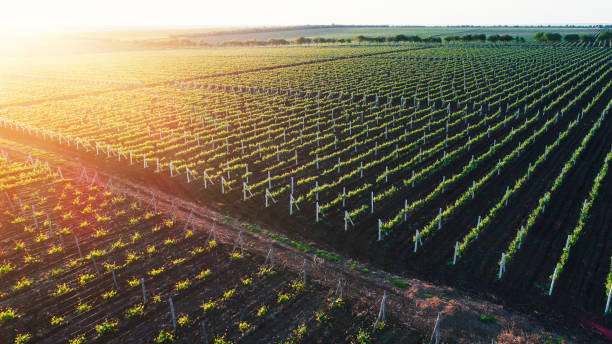 Aerial view  of a green summer vineyard at sunset stock photo