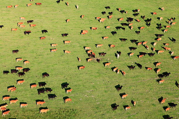 Aerial view of a large group of cattle in pasture stock photo