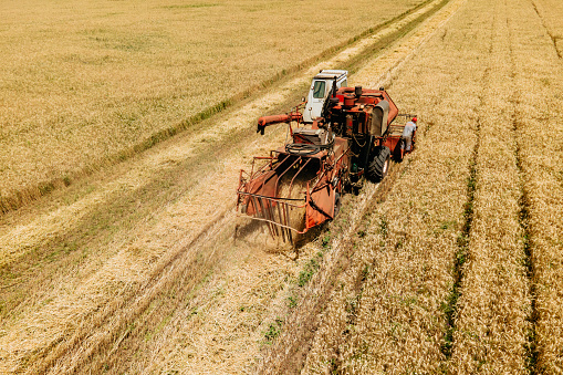 aerial view of a old Combine harvester goes on way to harvest wheat. Harvester harvests wheat in the field. agricultural businessa old combine to work. agriculture concept.