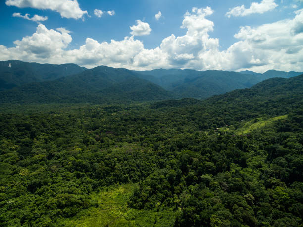 luchtfoto van een regenwoud - gabon stockfoto's en -beelden