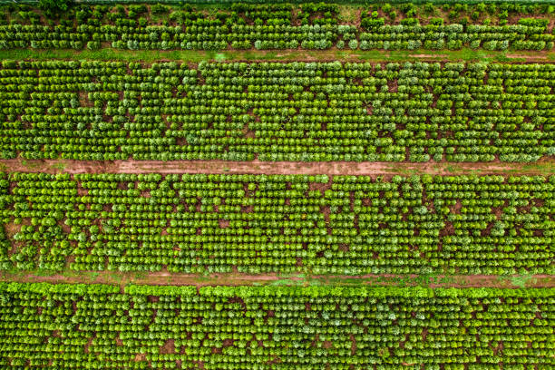 Aerial view of afforestation of the area. Industrial tree plantation. Aerial view of the afforestation of the area. Tree population restoration. Industrial tree plantation. afforestation stock pictures, royalty-free photos & images