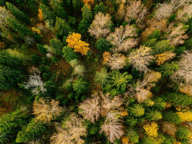flygfoto över vackra färgglada skogen under hösten - skog sverige bildbanksfoton och bilder