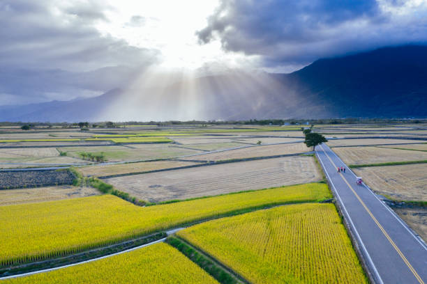 Aerial view of Beautiful Rice Fields in taitung, Taiwan stock photo