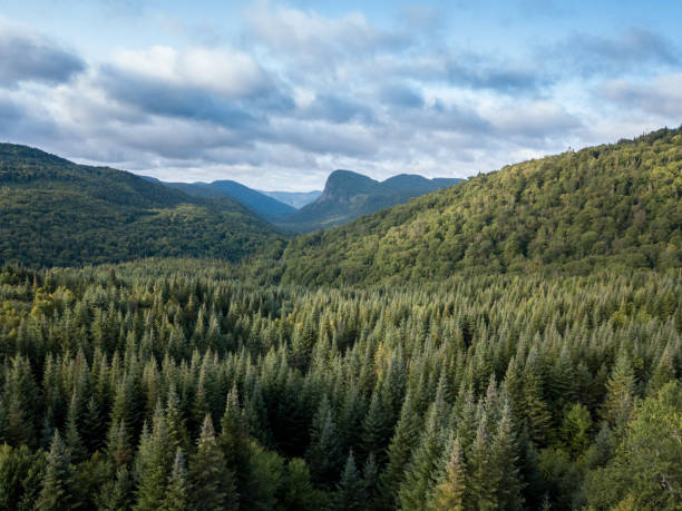 Aerial View of Boreal Nature Forest and Mountain in Summer 4k UHD Video of an Aerial view of a boreal forest and mountain in Quebec, Canada in summer boreal forest stock pictures, royalty-free photos & images