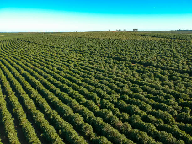 aerial view of coffee field on farm in brazil - cafe brasil imagens e fotografias de stock