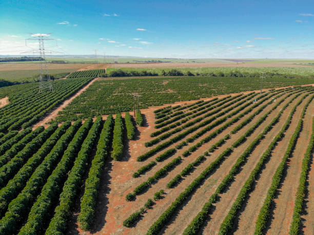 Coffee Plantation Sunrise Stock Photos, Pictures & Royalty-Free Images