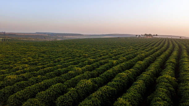 Aerial view of coffee plantation. Sunrise stock photo