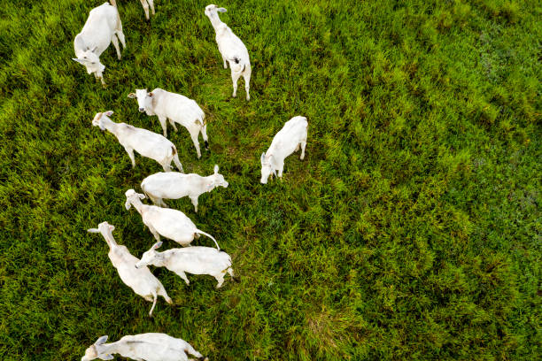 vista aérea das vacas em uma exploração agrícola - gado brasil - fotografias e filmes do acervo