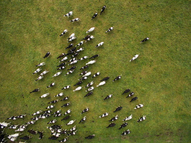 aerial view of cows in a herd on green pasture in germany aerial view of cows in a herd on green pasture in germany cow photos stock pictures, royalty-free photos & images