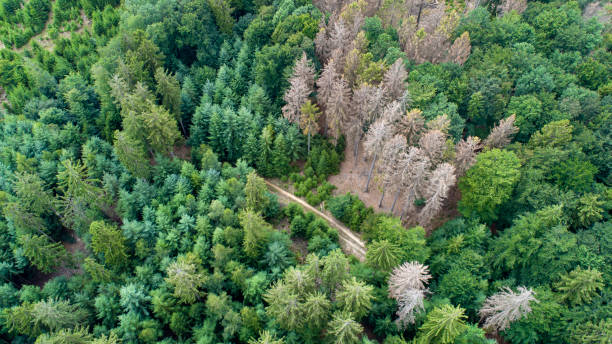 Aerial view of dead trees - forest dieback - Waldsterben, Germany  wilderness area stock pictures, royalty-free photos & images