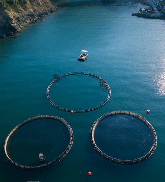 Aerial view of fish farm. Aerial spectacular view at fishing farm in Greece. Aquaculture production. fish hatchery stock pictures, royalty-free photos & images