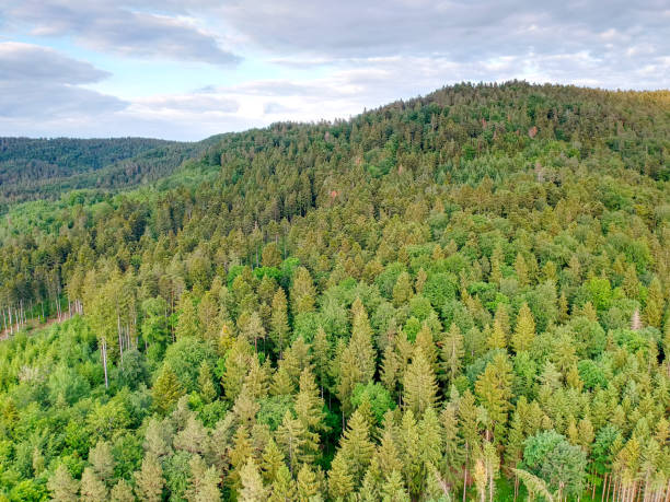 вид с воздуха на лес - wald стоковые фото и изображения