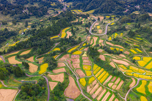 Aerial View Of Golden Terrace Rice Field In Hoshitoge Niigata Japan 
