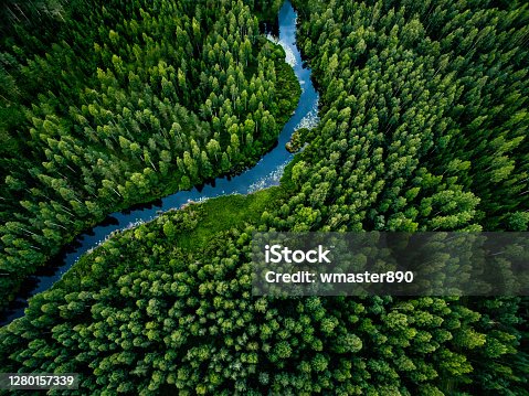 istock Aerial view of green grass forest with tall pine trees and blue bendy river flowing through the forest 1280157339