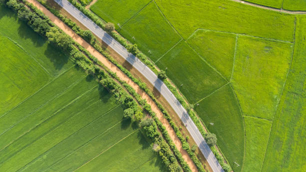Aerial view of green rice fields with road in Thailand stock photo