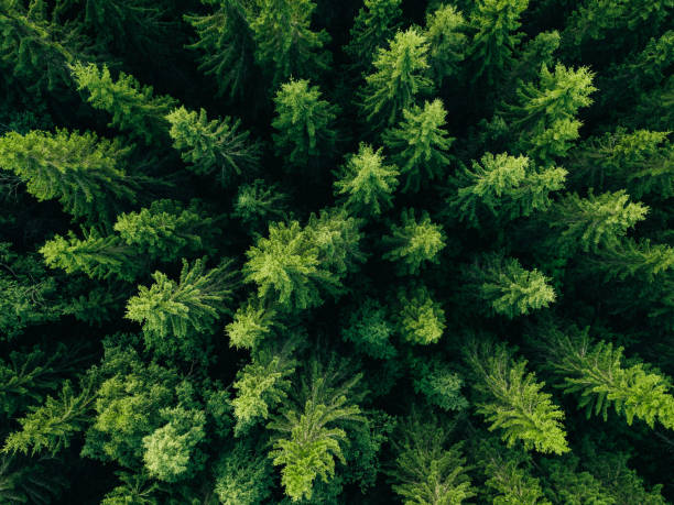 Aerial view of green summer forest with spruce and pine trees. stock photo