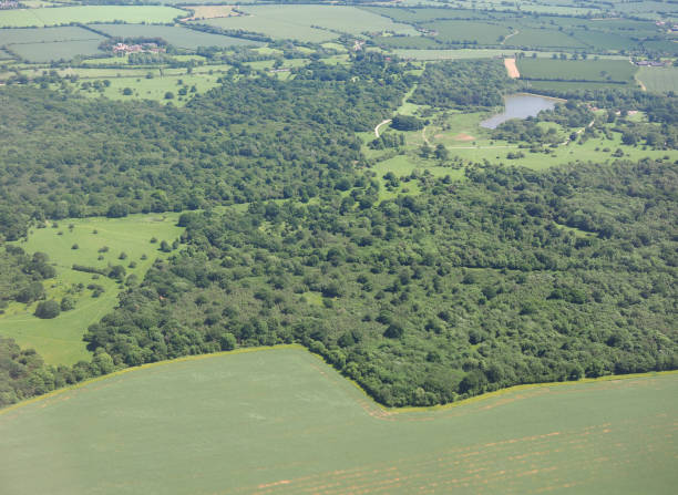 flygfoto över hatfield forest - hatfield bildbanksfoton och bilder
